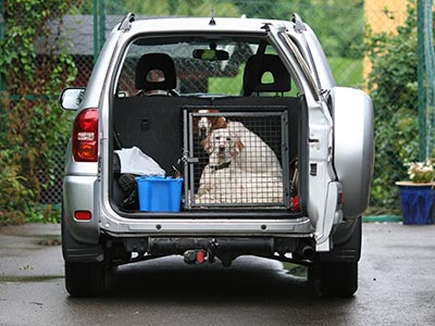 how much does it cost to transport dogs interstate