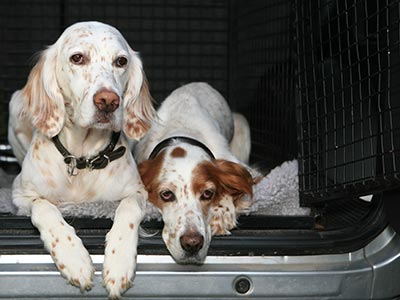 how much does it cost to transport dogs interstate
